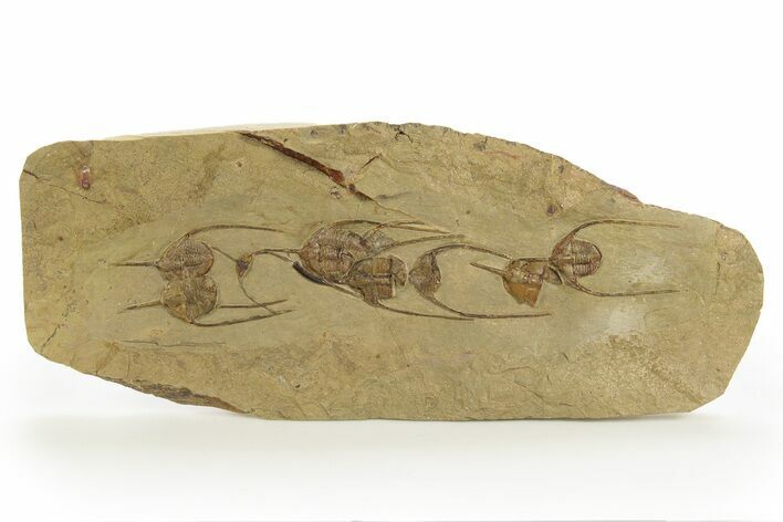 Line of Lonchodomas Trilobites - Migrating Behavior? #328564